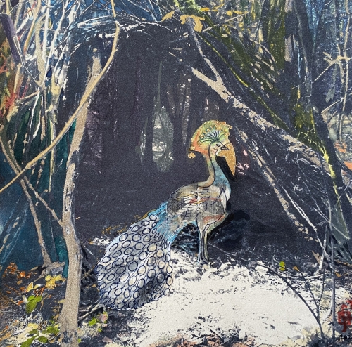 Le paon, série des Sentiers de traverse